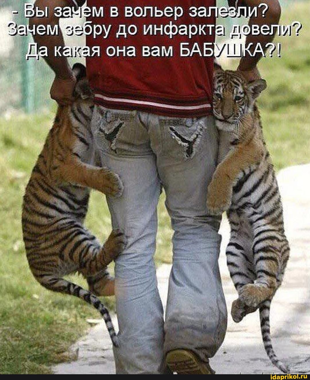 Вы зачём в вольер за ру до инфаркт вел я она вам БАБ