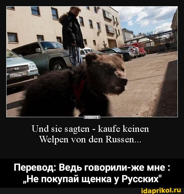 Перевод: Ведь говорили-же мне
"Не покупай щенка у Русских" - Перевод: Ведь говорили-же мне : „Не покупай щенка у Русских"