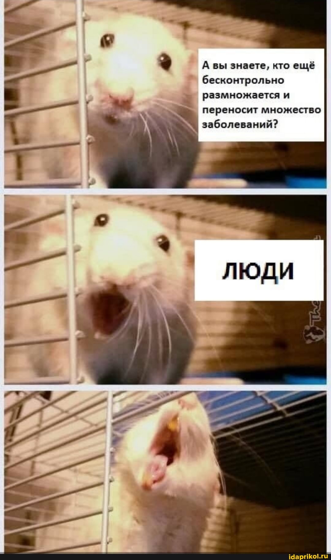 А вы знаете, кто ещё бесконтрольно размножается и переносит множество заболеваний?