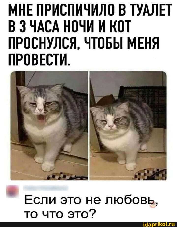 МНЕ ПРИСПИЧИЛО В ТУАЛЕТ В ЗЧАСА НОЧИ И КОТ ПРОСНУЛСЯ, ЧТОБЫ МЕНЯ ПРОВЕСТИ.
Если это не любовь, то что это?