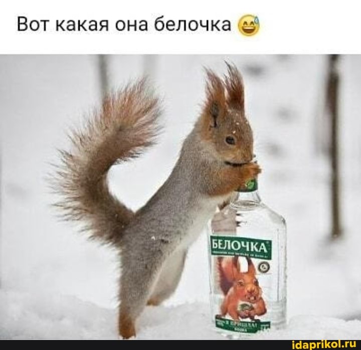 Вот какая она белочка