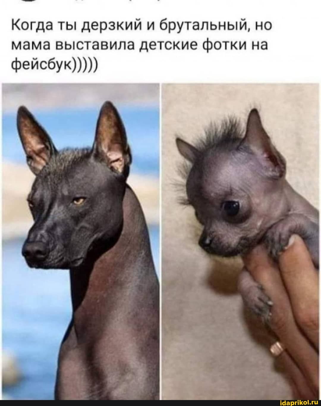 Когда ты дерзкий и брутальный, но
мама выставила детские фотки на