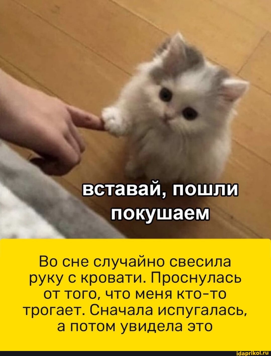 вставай, пошли покушаем
Во сне случайно свесила руку с кровати. Проснулась
от того, что меня кто то трогает. Сначала испугалась, а потом увидела это