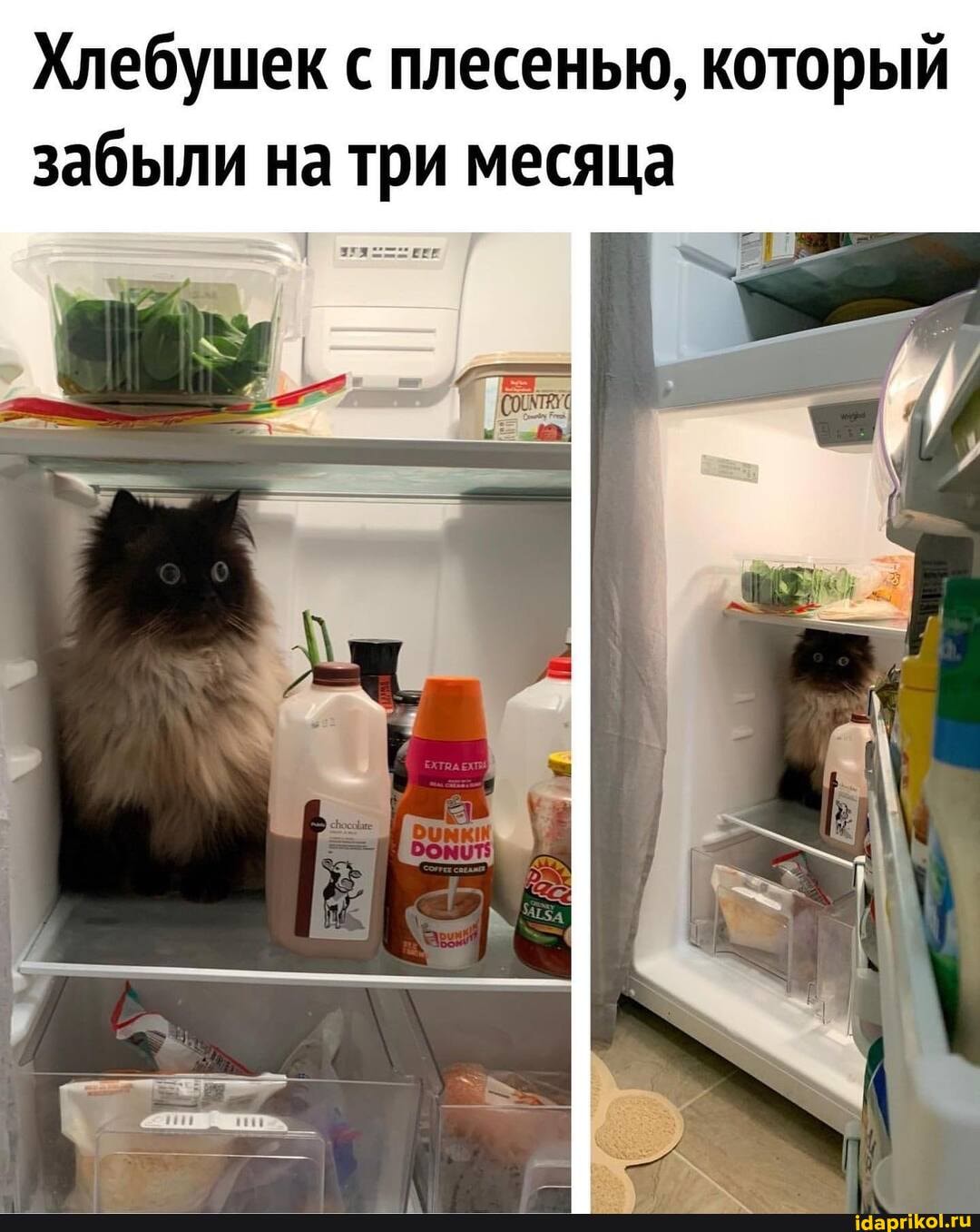 Хлебушек с плесенью, который забыли на три месяца