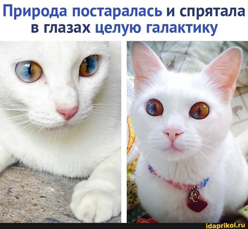 Природа постаралась и спрятала в глазах целую галактику
