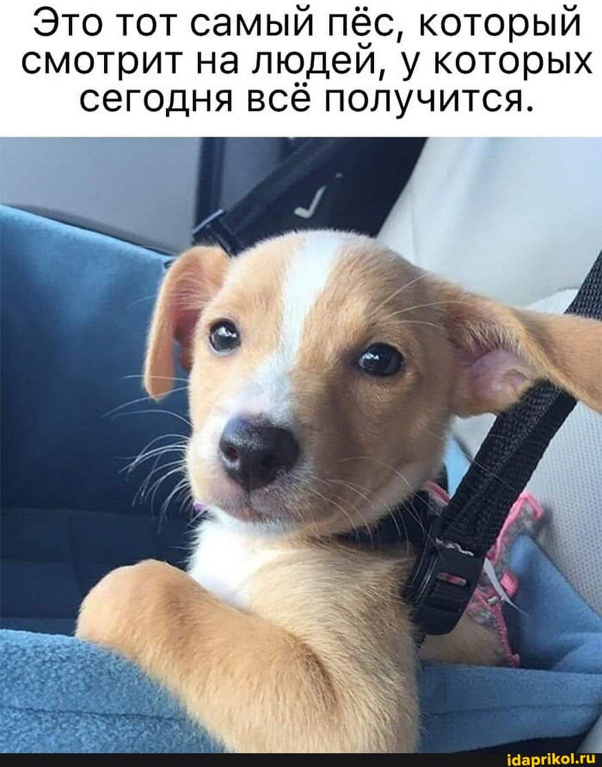 Это тот самый пёс, который смотрит на людей, у которых сегодня всё получится.