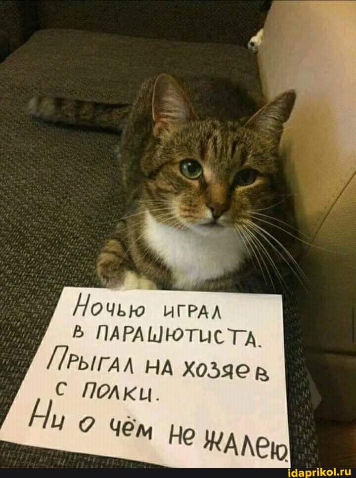 Иочью игРАЛ В ПАРАШЮТИСТА.
РЫГАЛ НА ХозЯе
С Полки.
Чем но ЖАЛею