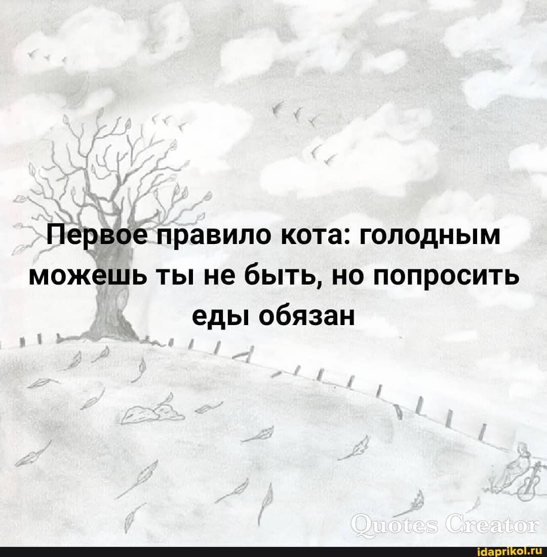 Первое правило кота: голодным можешь ты не быть, но попросить еды обязан