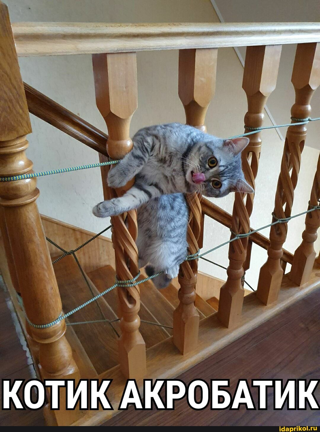 КОТИК АКРОБАТИК