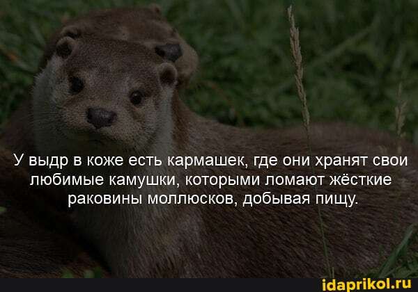 выдр в коже есть кармашек, где они хранят свои любимые камушки, которыми ломают жёсткие раковины моллюсков, добывая пищу.
