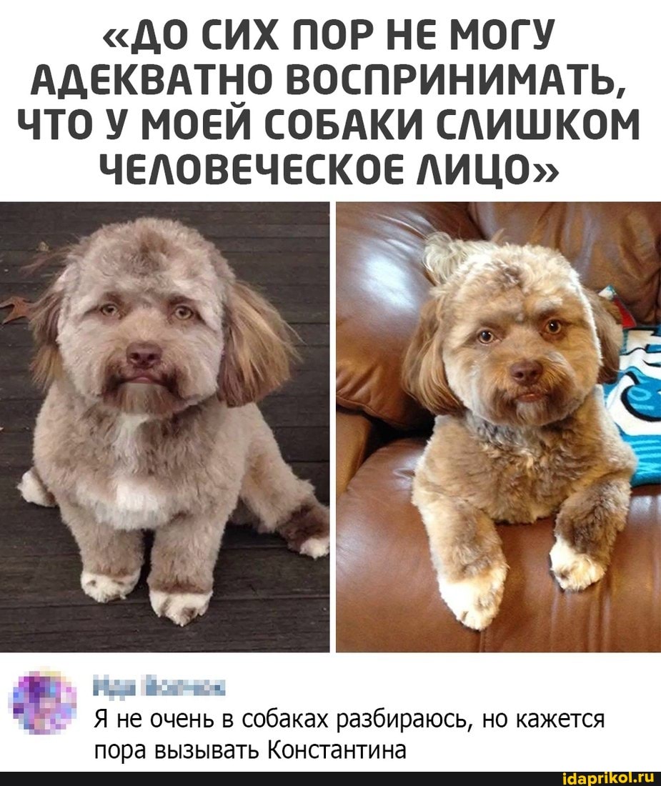 "ДО СИХ ПОР НЕ МОГУ АДЕКВАТНО ВОСПРИНИМАТЬ,
ЧТО У МОЕЙ СОБАКИ СЛИШКОМ ЧЕЛОВЕЧЕСКОЕ ЛИЦО"
. Яне очень в собаках разбираюсь, но кажется пора вызывать Константина