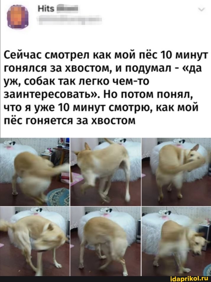 НИ$
Сейчас смотрел как мой пёс 10 минут гонялся за хвостом, и подумал - "да уж, собак так легко чем-то заинтересовать". Но потом понял, что я уже 10 минут смотрю, как мой пёс гоняется за хвостом