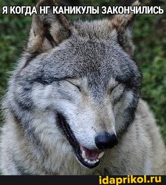 КОГДА НГ. КАНИКУЛЫ ЗАКОНЧИЛИСЬ