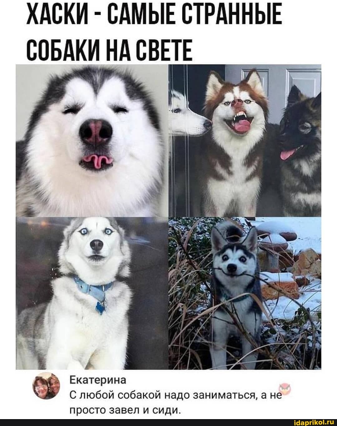 ХАСКИ - САМЫЕ СТРАННЫЕ СОБАКИ НА СВЕТЕ
Екатерина
С любой собакой надо заниматься, а не просто завели сили.