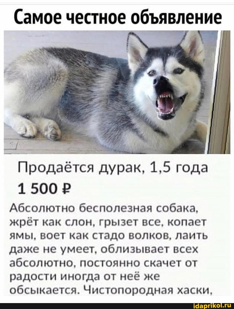 Самое честное объявление
ПРОЗЕ
дурак, 1,5 года
1500 P
Абсолютно бесполезная собака,
жрёт как слон, грызет все, копает
ямы, воет как стадо волков, лаить
даже не умеет, облизывает всех
абсолютно, постоянно скачет от
радости иногда от неё же
обсыкается. Чистопородная хаски,
