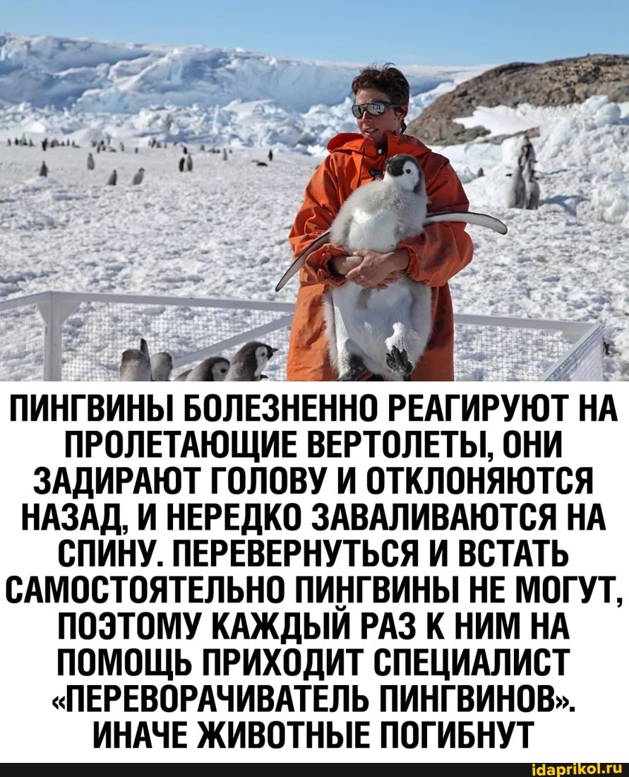 ПИНГВИНЫ БОЛЕЗНЕННО РЕАГИРУЮТ НА ПРОЛЕТАЮЩИЕ ВЕРТОЛЕТЫ, ОНИ ЗАДИРАЮТ ГОЛОВУ И ОТКЛОНЯЮТСЯ НАЗАД, И НЕРЕДКО ЗАВАЛИВАЮТСЯ НА СПИНУ. ПЕРЕВЕРНУТЬСЯ И ВСТАТЬ САМОСТОЯТЕЛЬНО ПИНГВИНЫ НЕ МОГУТ,
ПОЭТОМУ КАЖДЫЙ РАЗ К НИМ НА ПОМОЩЬ ПРИХОДИТ СПЕЦИАЛИСТ
"ПЕРЕВОРАЧИВАТЕЛЬ ПИНГВИНОВ"..
ИНАЧЕ ЖИВОТНЫЕ ПОГИБНУТ