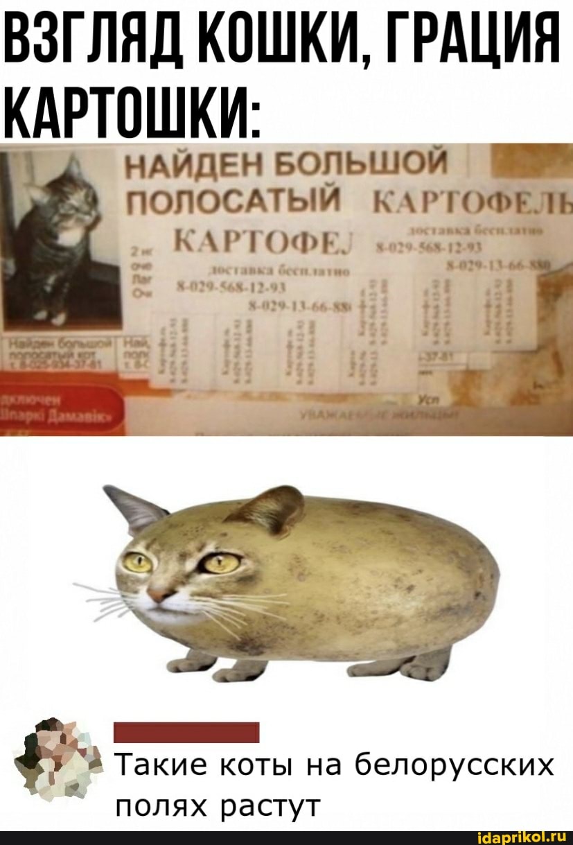 ВЗГЛЯД КОШКИ, ГРАЦИЯ КАРТОШКИ:
НАЙДЕН БОЛЬШОЙ ПОЛОСАТЫЙ КАР' ЕЛЬ КАР' бесплатно
бесплатно
вка бест
.029-1
"А Такие коты на белорусских
полях растут