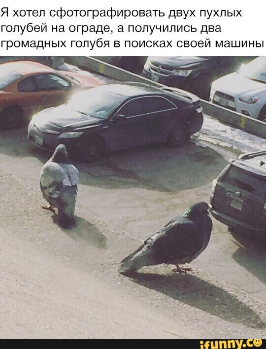 Я хотел сфотографировать двух пухлых
голубей на ограде, а получились два
громадных голубя в поисках своей машины