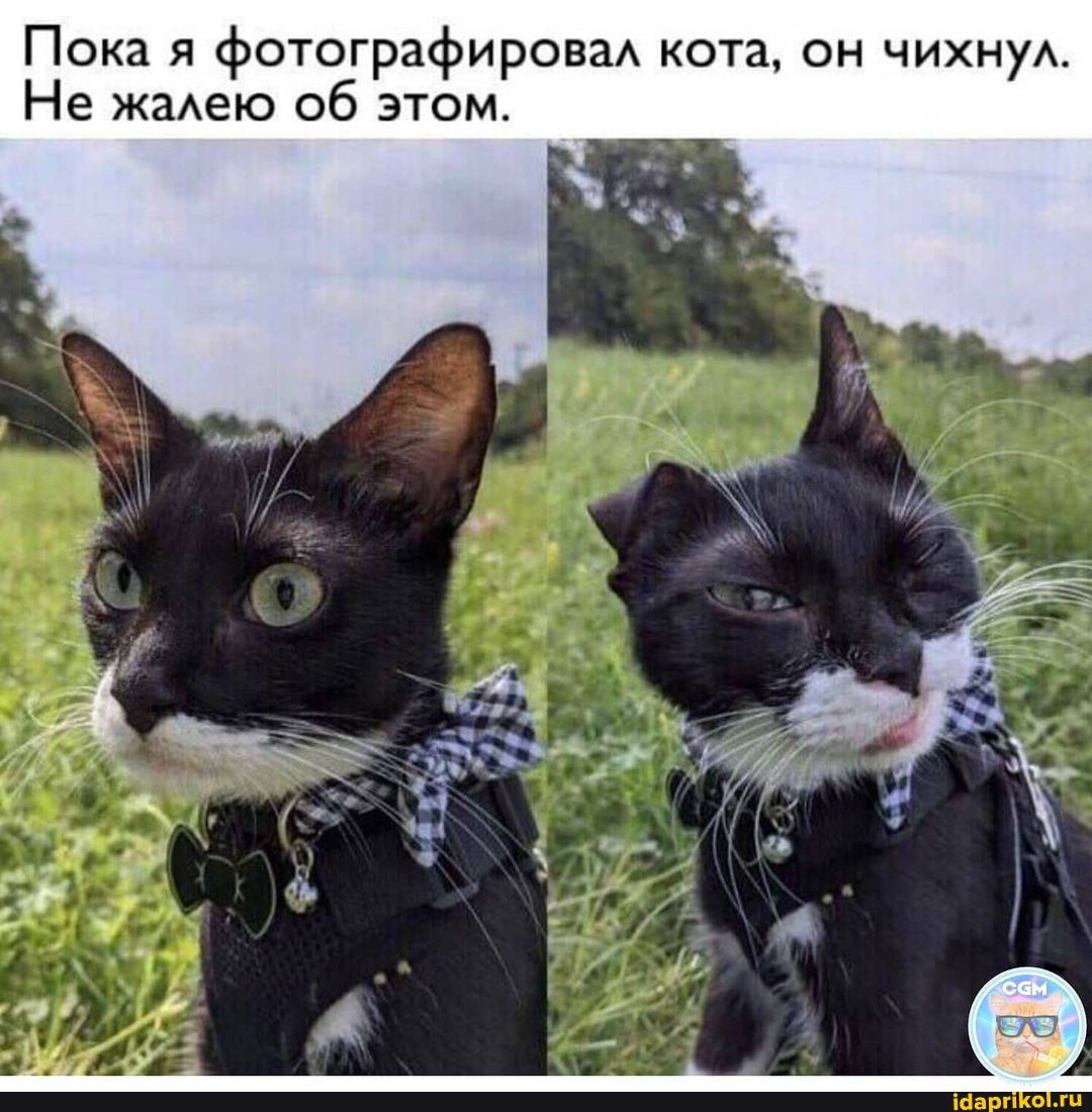 Пока я фотографировал кота, он чихнул.
Не жалею об этом.