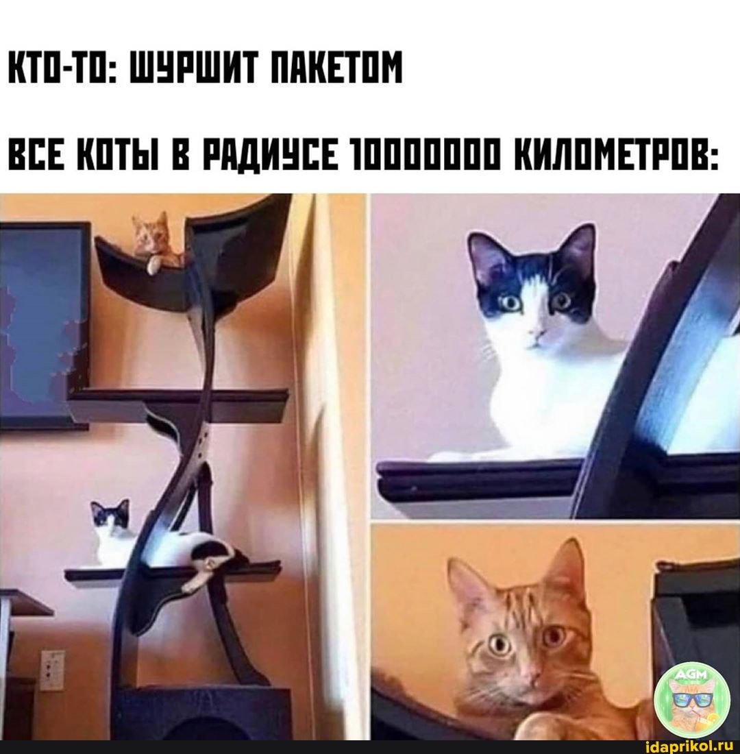 КТО-ТО: ШУРШИТ ПАКЕТОМ ВСЕ КОТЫ В РАДИУСЕ 10000000 КИЛОМЕТРОВ: