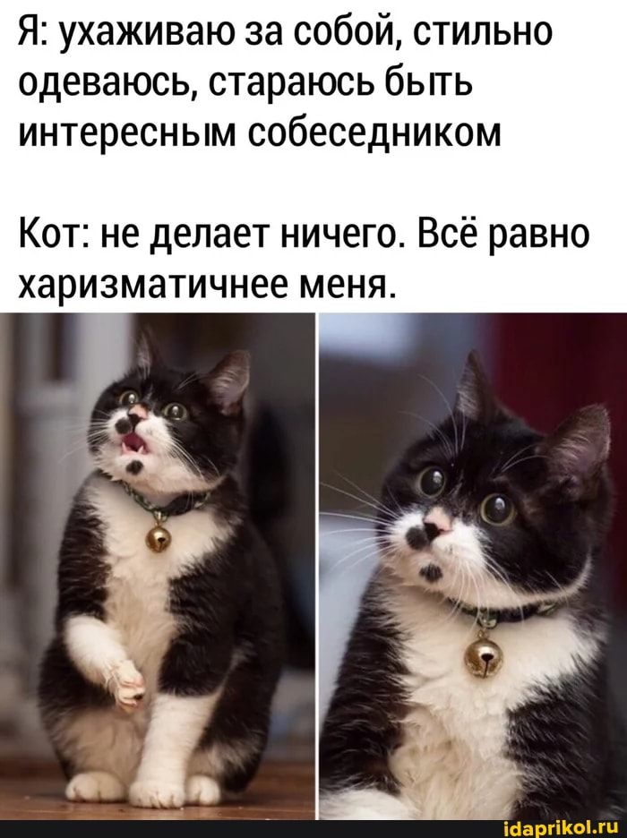 Я: ухаживаю за собой, стильно одеваюсь, стараюсь быть интересным собеседником
Кот: не делает ничего. Всё равно харизматичнее меня.