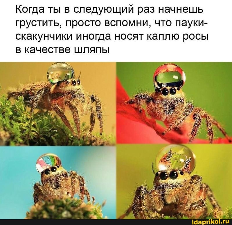 Когда ты в следующий раз начнешь грустить, просто вспомни, что пауки- скакунчики иногда носят каплю росы в качестве шляпы
