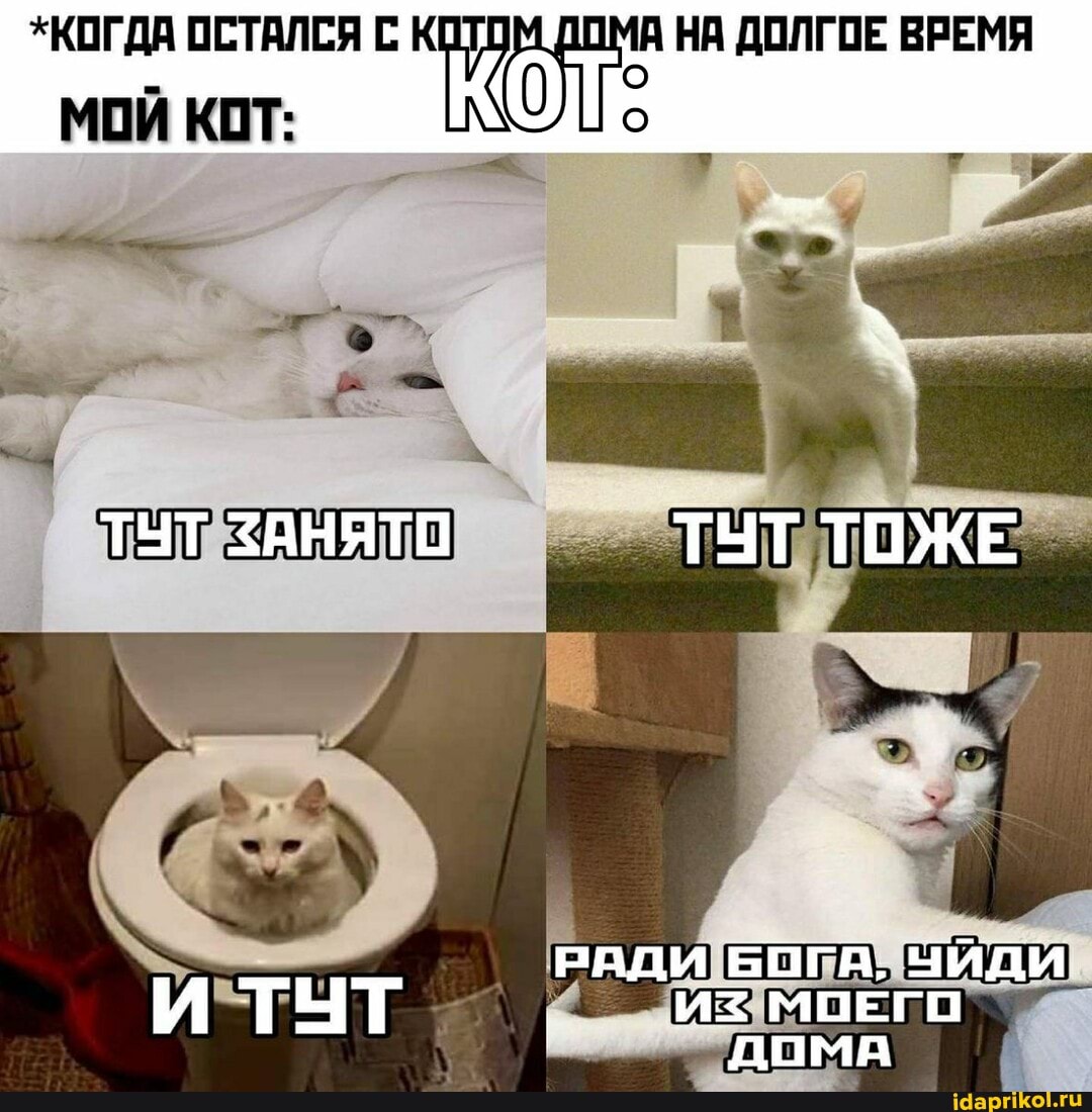 *КОГДА ОСТАЛСЯ С НА ДОЛГОЕ ВРЕМЯ МОЙ КОТ:
ТУТ ЗАНЯТО ТУТ ТОЖЕ
РАДИ БОГА, ЧИДИ
ДОМА