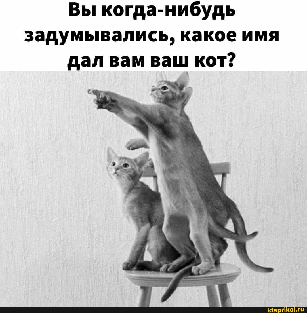 Вы когда-нибудь задумывались, какое имя дал вам ваш кот?