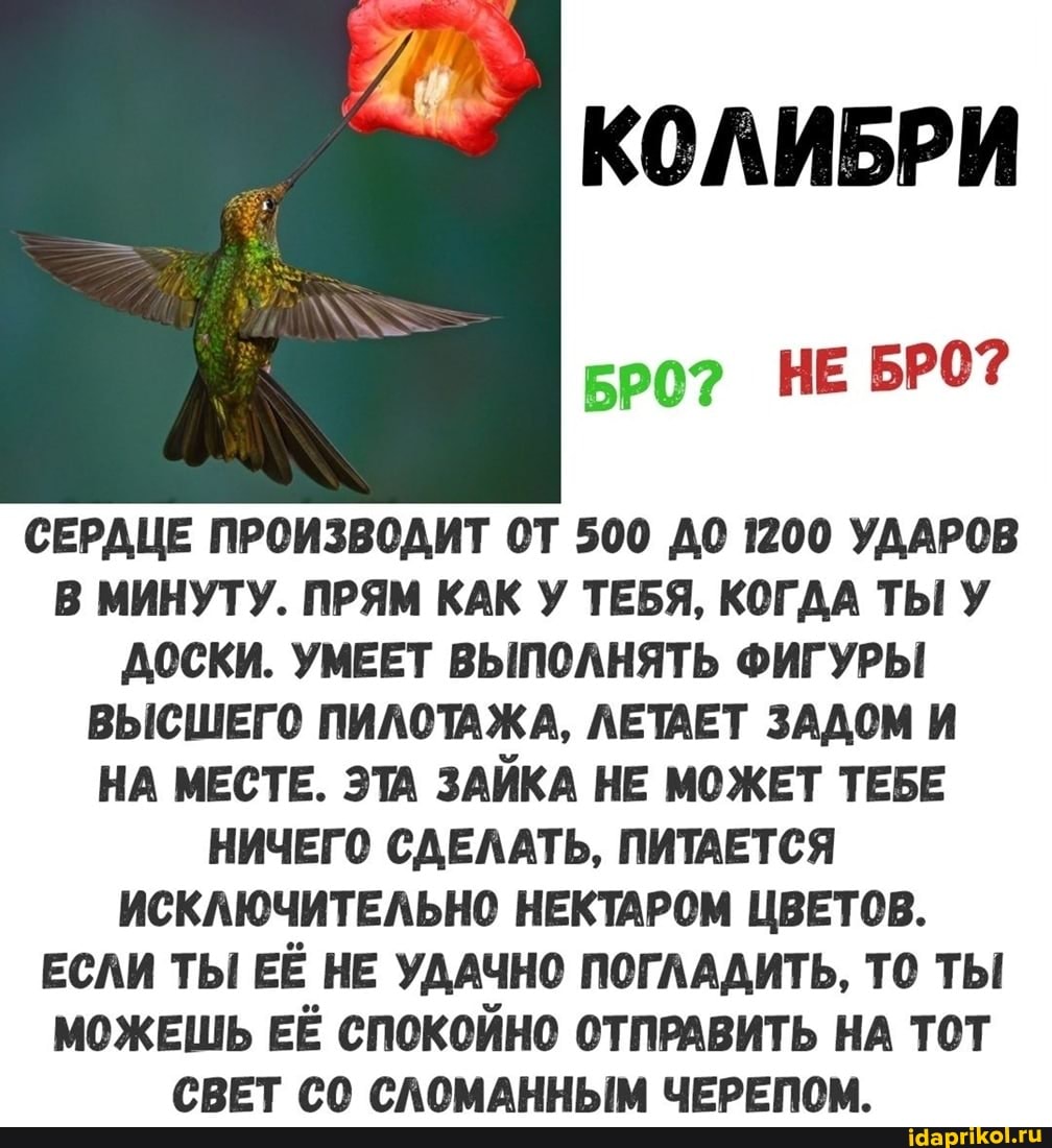 КОЛИБРИ
НЕ БРО?
СЕРДЦЕ ПРОИЗВОДИТ ОТ 500 ДО 1200 УДАРОВ В МИНУТУ. ПРЯМ КАК У ТЕБЯ, КОГДА ТЫ У ДОСКИ. УМЕЕТ ВЫПОЛНЯТЬ ФИГУРЫ ВЫСШЕГО ПИЛОТАЖА, ЛЕТАЕТ ЗАДОМ И НА МЕСТЕ. ЭТА ЗАЙКА НЕ МОЖЕТ ТЕБЕ НИЧЕГО СДЕЛАТЬ, ПИТАЕТСЯ ИСКЛЮЧИТЕЛЬНО НЕКТАРОМ ЦВЕТОВ.
ЕСЛИ ТЫ ЕЁ НЕ УДАЧНО ПОГЛАДИТЬ, ТО ТЫ МОЖЕШЬ ЕЁ СПОКОЙНО ОТПРАВИТЬ НА ТОТ СВЕТ СЛОМАННЫМ ЧЕРЕПОМ.