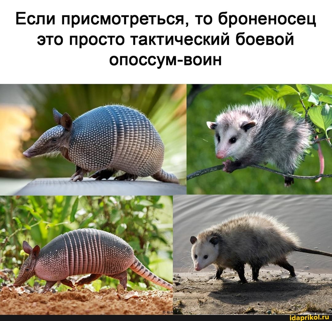 Если присмотреться, то броненосец это просто тактический боевой
опоссум-воин