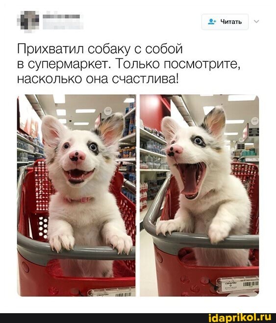 Читать
Прихватил собаку с собой в супермаркет. Только посмотрите, насколько она счастлива!