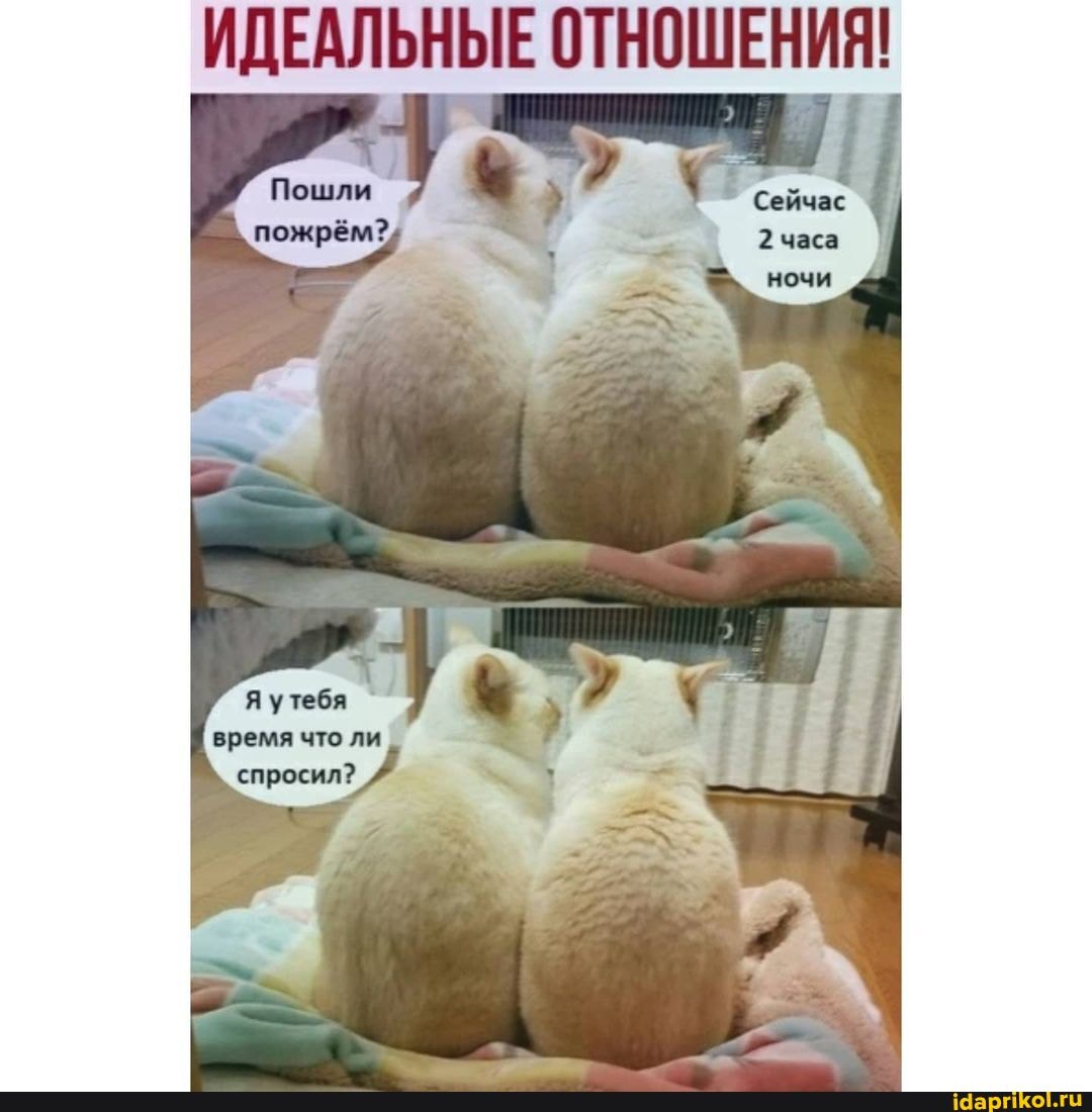 ИДЕАЛЬНЫЕ ОТНОШЕНИЯ!