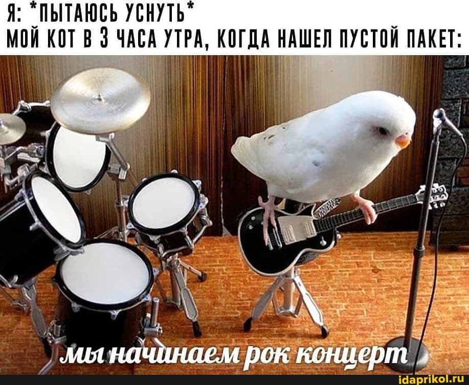 Я: "ПЫТАЮСЬ УСНУТЬ I МОЙ КОТ
МОЙ КОТ ЧАСА УТРА, КОГДА НАШЕЛ ПУСТОЙ ПАКЕТ:
мыначинаем рок