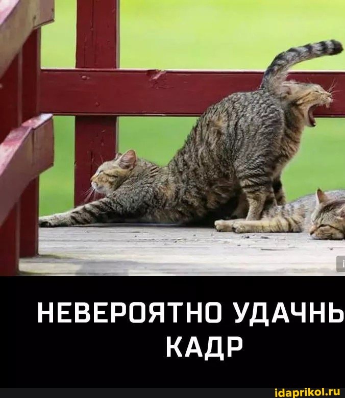НЕВЕРОЯТНО УДАЧНЬ КАДР