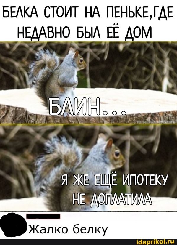 БЕЛКА СТОИТ НА ПЕНЬКЕ, ГДЕ ЛАВНО БЫЛ ЕЁ ДОМ
ИПОТЕКУ
НЕ
Жалко белку