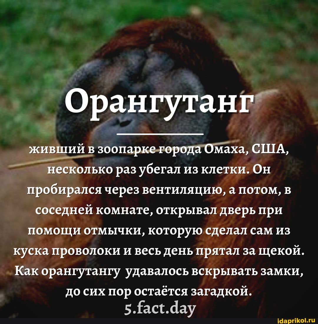 Орангутанг
живший в зоопарке города Омаха, США, несколько раз убегал из клетки. Он пробирался через вентиляцию, а потом, в соседней комнате, открывал дверь при помощи отмычки, которую сделал сам из куска проволоки и весь день прятал за щекой.
Как орангутангу удавалось вскрывать замки,
до сих пор остаётся загадкой.
