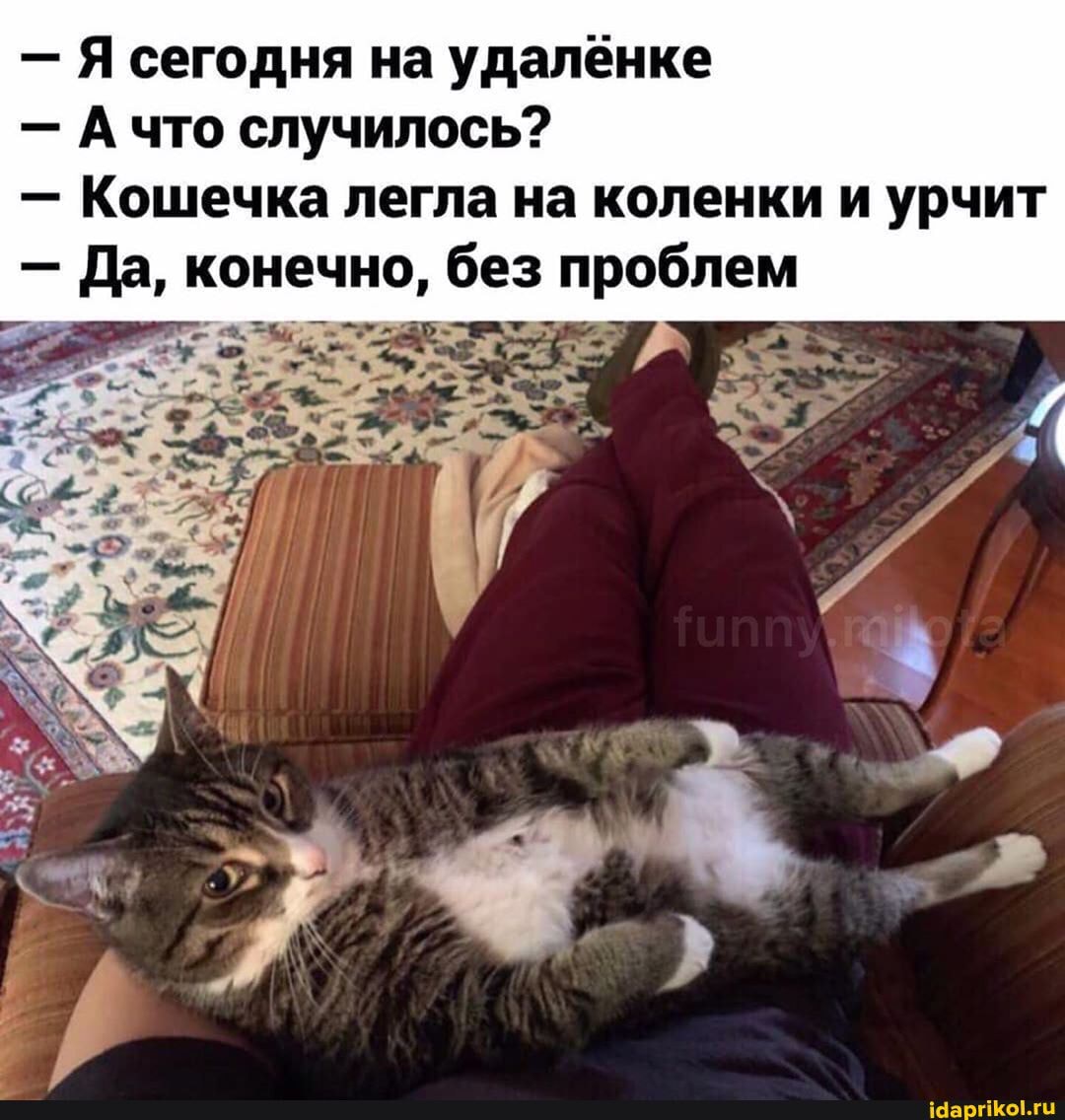 Я сегодня на удалеёнке
Ачто случилось?
Кошечка легла на коленки и урчит