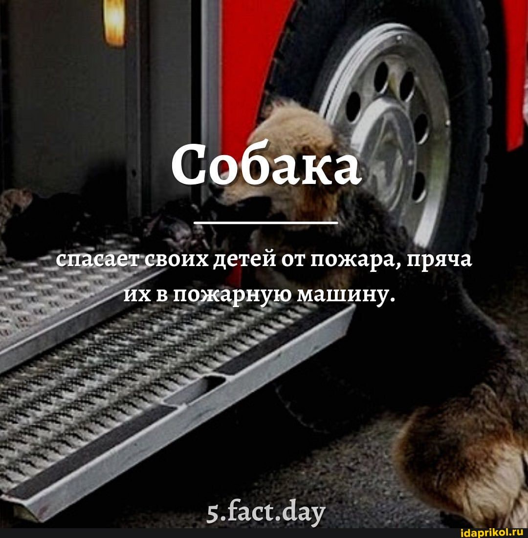 Собака
спасает своих детей от пожара, пряча их в пожарную машину.