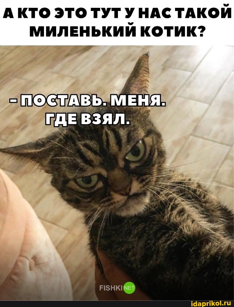 А КТО ЭТО ТУТ У НАС ТАКОЙ МИЛЕНЬКИЙ КОТИК?
- ПОСТАВЬ. МЕНЯ.
ГДЕ ВЗЯЛ.