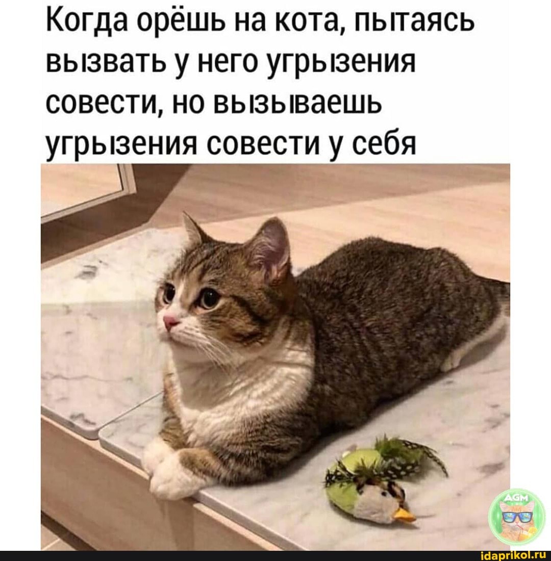 Когда орёшь на кота, пытаясь вызвать у него угрызения совести, но вызываешь
угрызения совести у себя