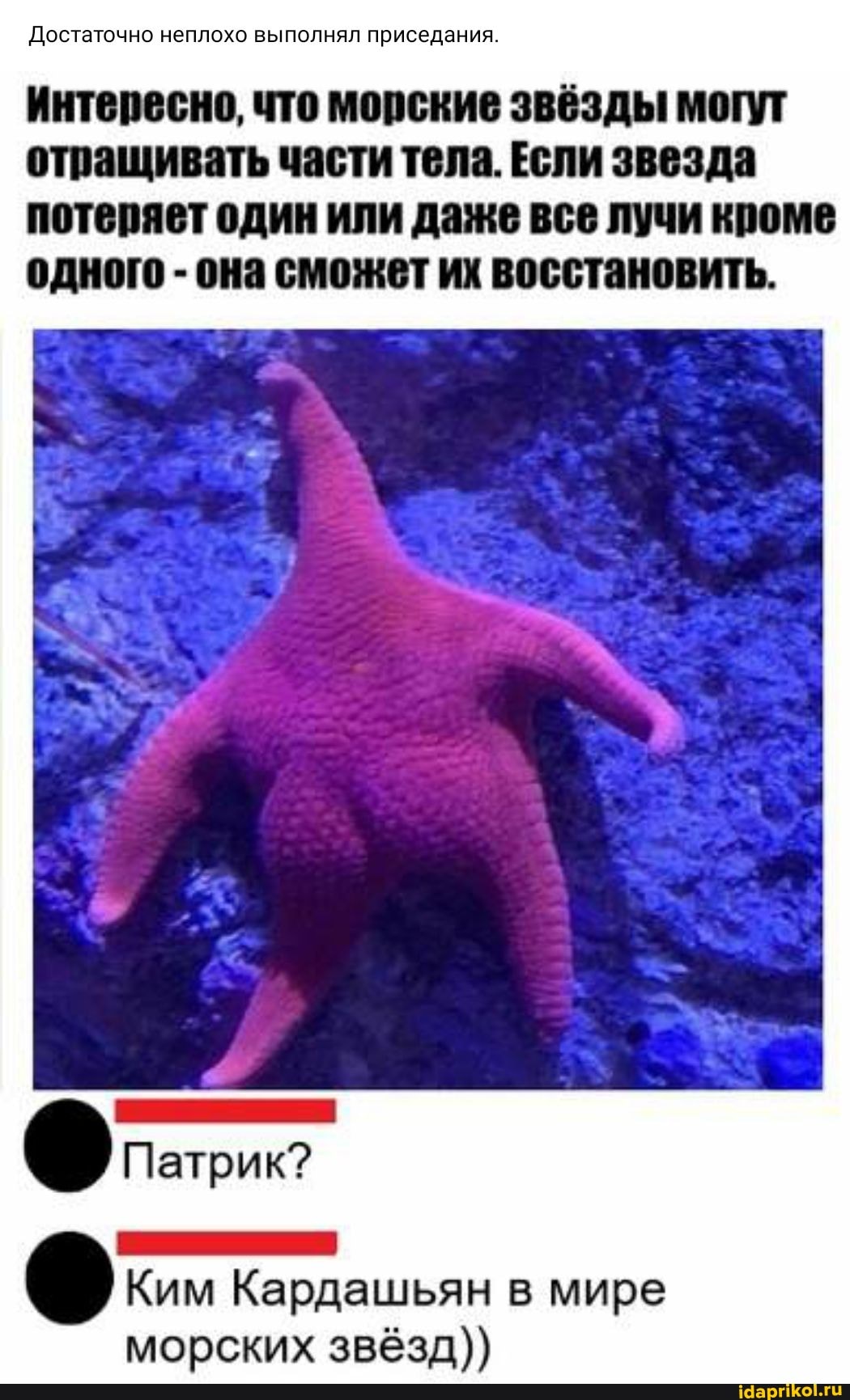 Достаточно неплохо выполнял приседания.
Интересно, что морские звёзды могут отращивать части тела. Если звезда потеряет один или даже все лучи кроме одного - она сможет их восстановить.
Патрик?
Ким Кардашьян мире
морских звёзд))