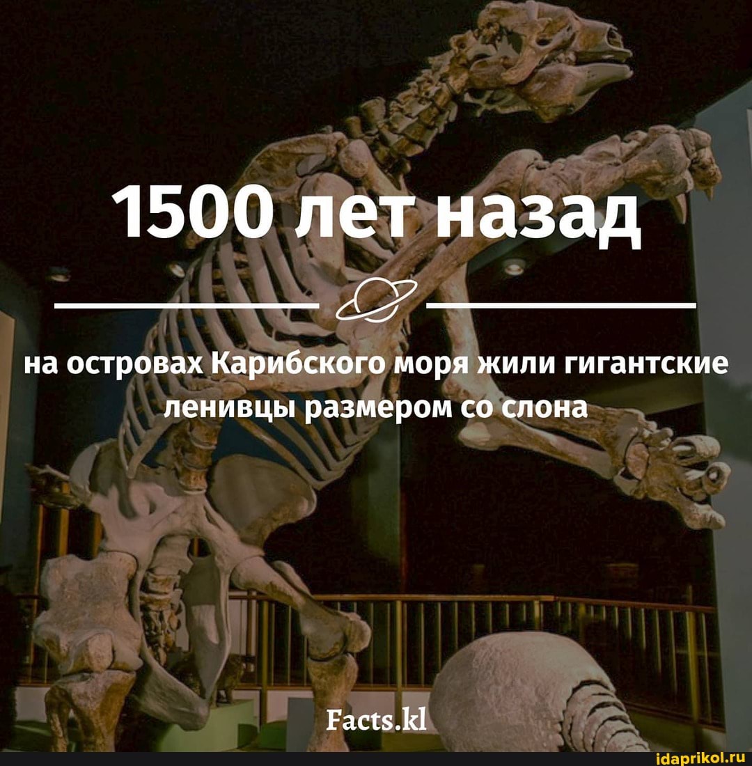 1500 лет назад
на островах Карибского моря жили гигантские ленивцы размером со слона