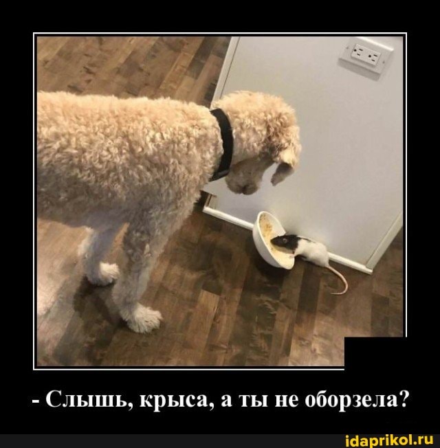 - Слышь, крыса, а ты не юла?