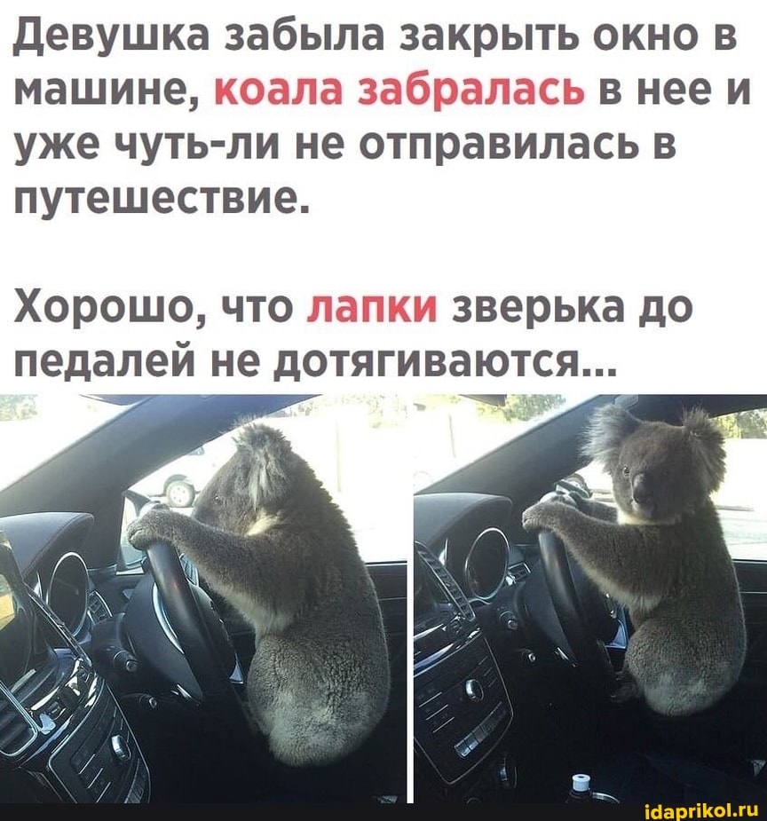 Девушка забыла закрыть окно в машине, коала забралась в нее и уже чуть-ли не отправилась в путешествие.
Хорошо, что лапки зверька до педалей не дотягиваются...
