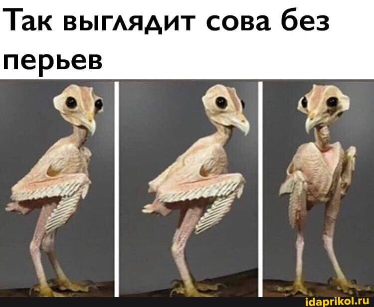 Так выглядит сова без перьев