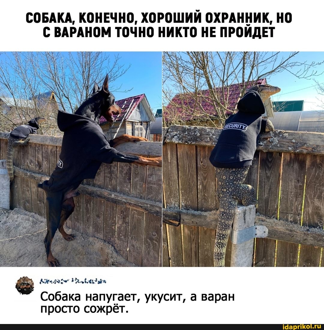 СОБАКА, КОНЕЧНО, ХОРОШИЙ ОХРАННИК, НО С ВАРАНОМ ТОЧНО НИКТО НЕ ПРОЙДЕТ
Собака напугает, укусит, а варан просто сожрёт.
