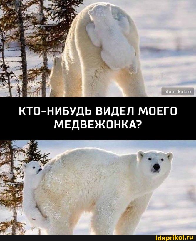 КТО-НИБУДЬ ВИДЕЛ МОЕГО МЕДВЕЖОНКА?