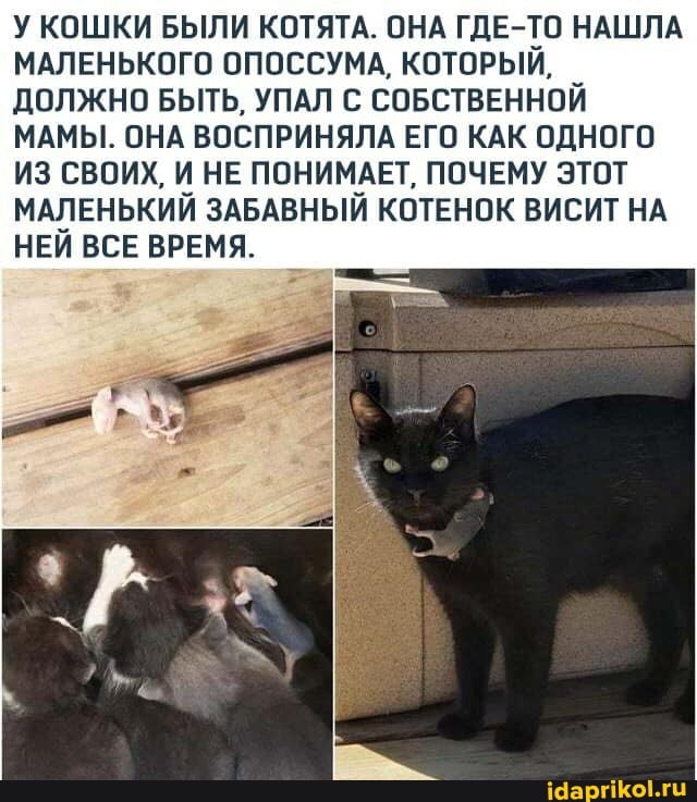 У КОШКИ БЫЛИ КОТЯТА. ОНА ГДЕ-ТО НАШЛА МАЛЕНЬКОГО ОПОССУМА, КОТОРЫЙ,
ДОЛЖНО БЫТЬ, УПАЛ С СОБСТВЕННОЙ МАМЫ. ОНА ВОСПРИНЯЛА ЕГО КАК ОДНОГО ИЗ СВОИХ, И НЕ ПОНИМАЕТ, ПОЧЕМУ ЭТОТ МАЛЕНЬКИЙ ЗАБАВНЫЙ КОТЕНОК ВИСИТ НА НЕЙ ВСЕ ВРЕМЯ.