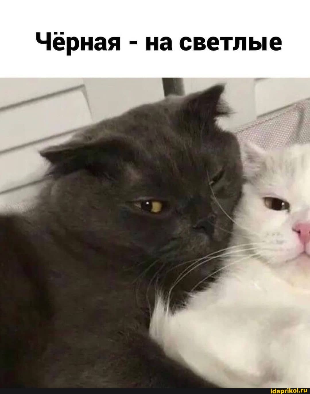 Черная - на светлые