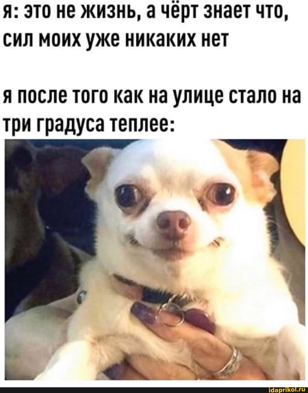 я: это не жизнь, а черт знает что, сил моих уже никаких нет
я после того как на улице стало на три градуса теплее: